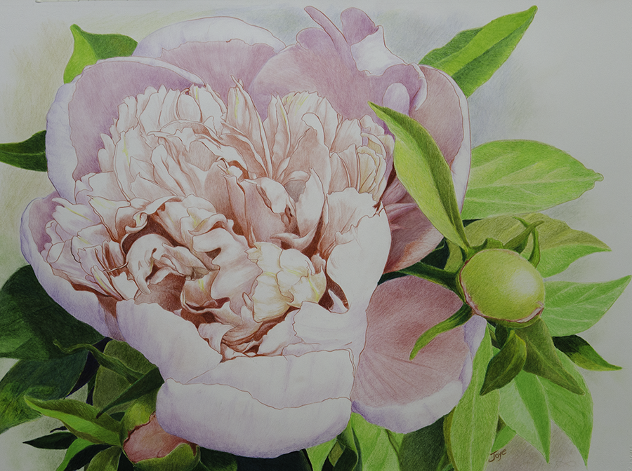 A-Peony-for-Jo