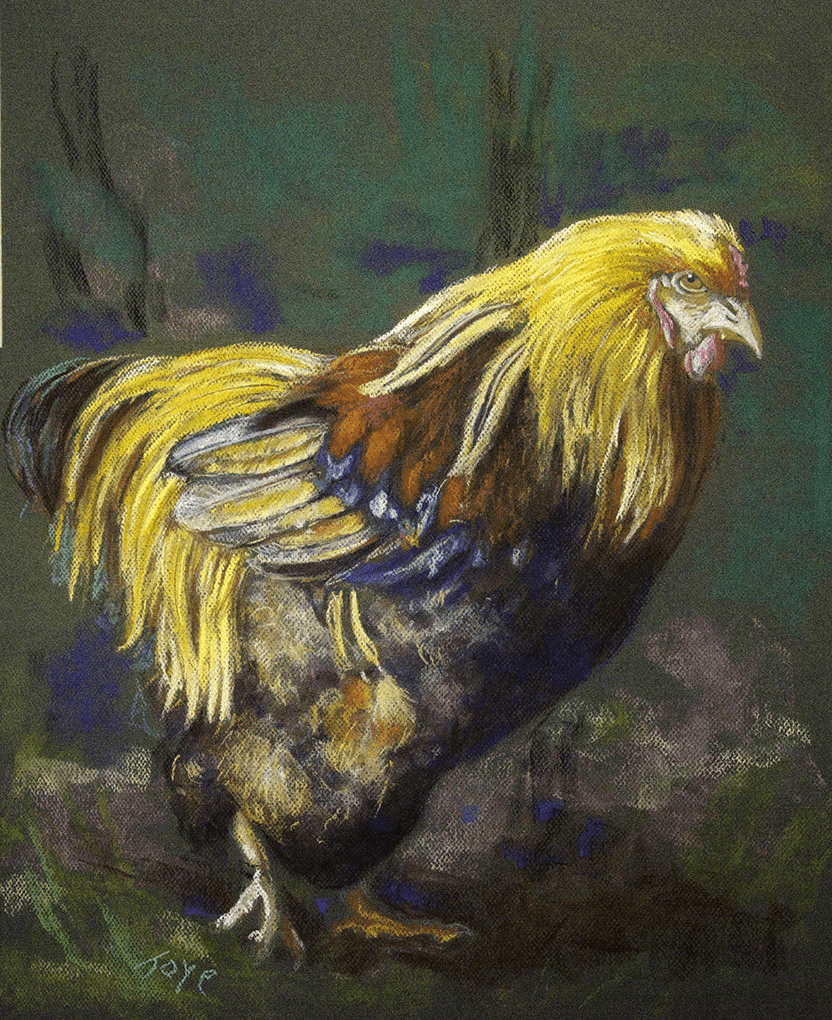 rooster